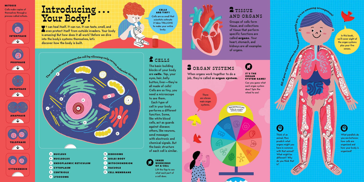 The Interactive Human Body – Stable Book Group