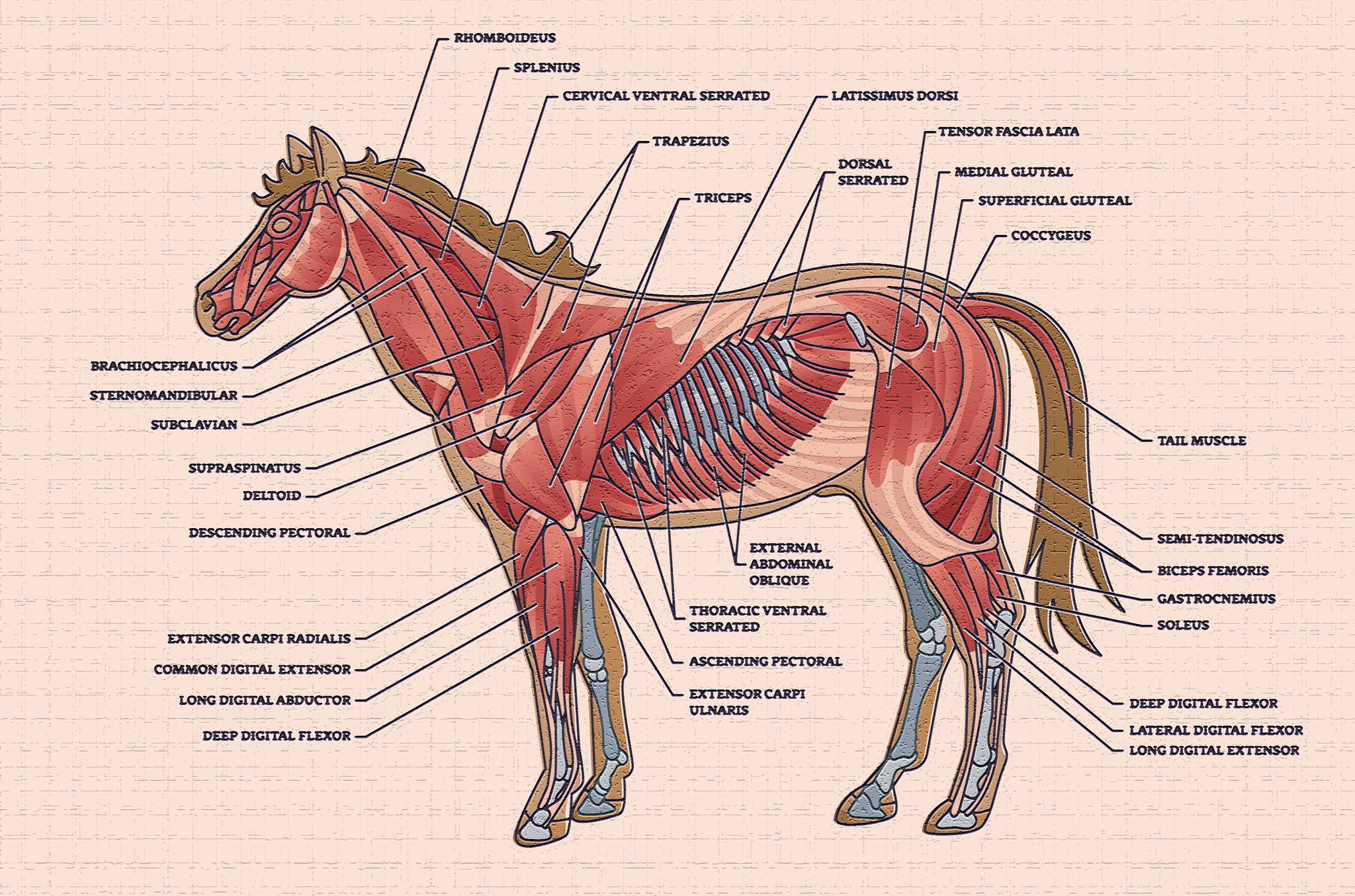 Building Strength, Soundness, and Longevity in Your Horse