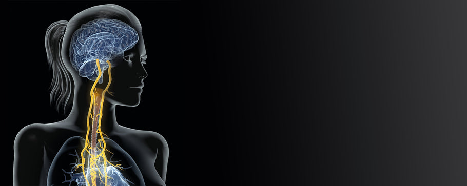 Vagus Nerve Stimulation: A Beginner's Guide