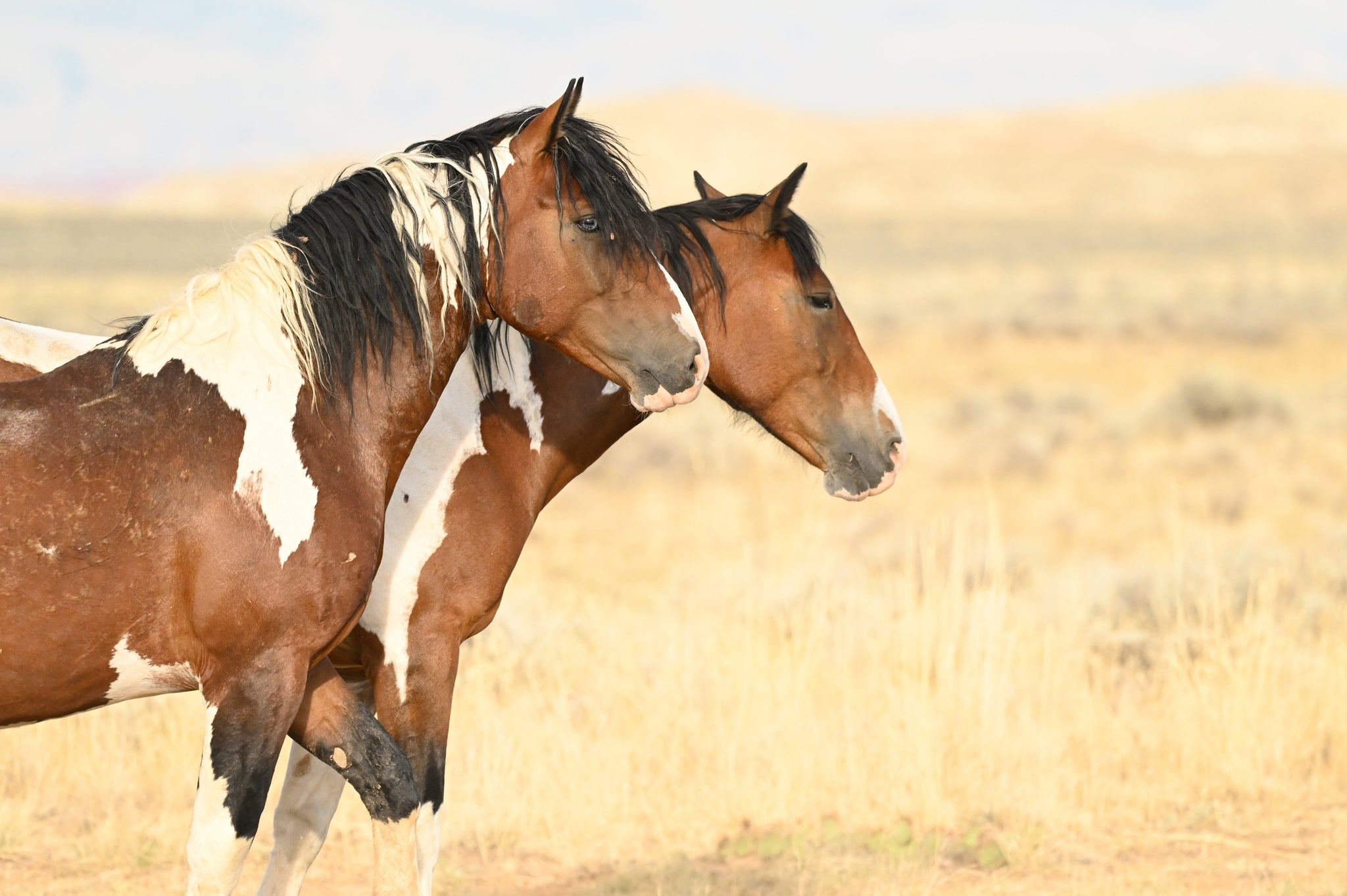 A Preview of Starting Young Horses by Jason Irwin