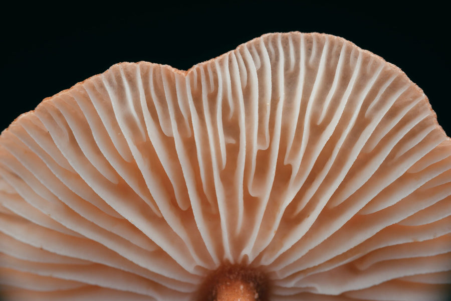 Psilocybin for Women: Your Questions Answered