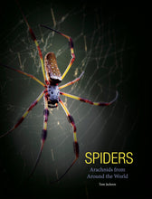 Spiders