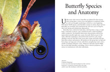 Butterflies - Interior 1