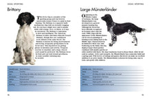 Pets - Interior 1
