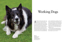 Dogs - Interior 1