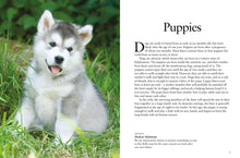 Dogs - Interior 1