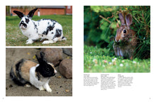 Rabbits - Interior 1