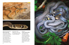 Snakes - Interior 1