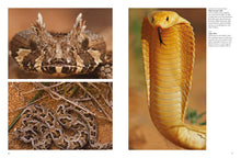 Snakes - Interior 1