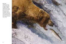 Bears - Interior 1