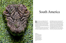Crocodiles, Alligators & Lizards - Interior 1