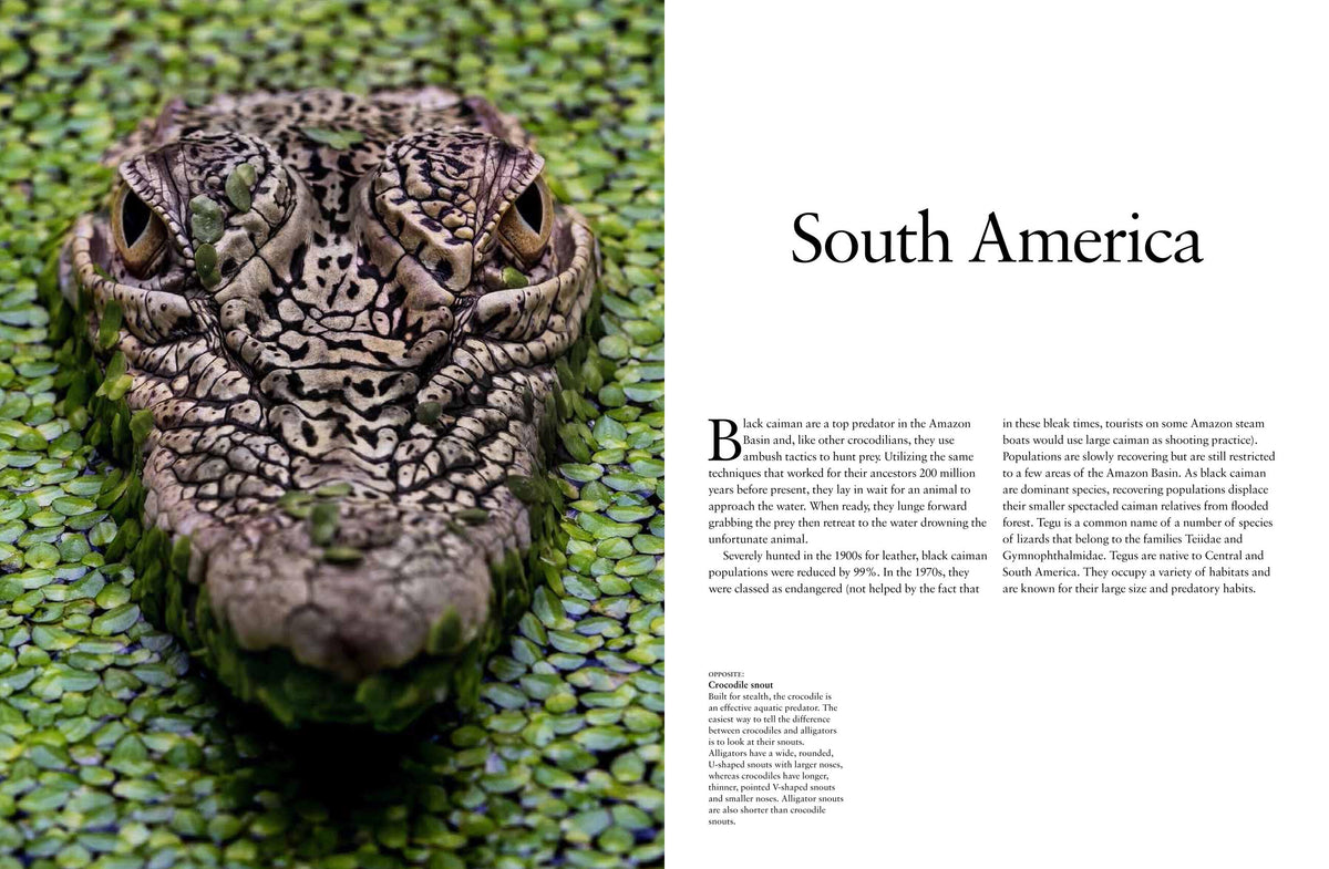 Crocodiles, Alligators & Lizards – Stable Book Group