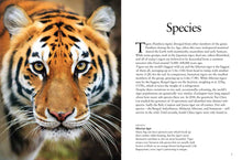 Tigers - Interior 1