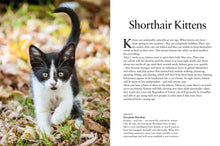 Kittens - Interior 1
