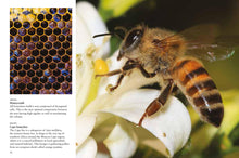 Bees - Interior 1