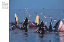 Whales & Dolphins - Interior 1