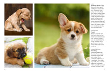 Puppies - Interior 1