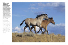 Horses - Interior 1