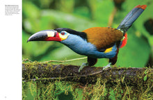 Tropical Birds - Interior 1