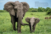 Elephants - Interior 1