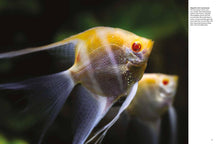 Tropical Fish - Interior 1