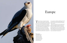 Birds of Prey - Interior 1
