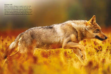 Wolves - Interior 1
