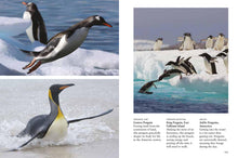 Penguins - Interior 1