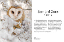 Owls - Interior 1