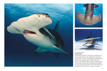 Sharks & Underwater Predators - Interior 1