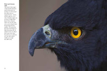 Birds of Prey - Interior 1