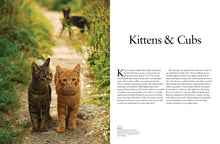 Cats - Interior 1