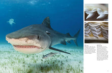 Sharks and Underwater Predators - Interior 1