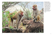 Monkeys - Interior 1