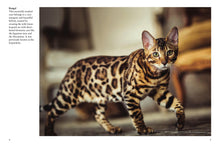 Cats - Interior 2