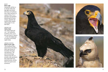 Birds of Prey - Interior 2