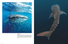 Sharks and Underwater Predators - Interior 2