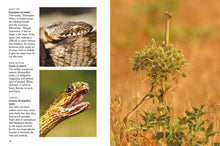 Snakes - Interior 2