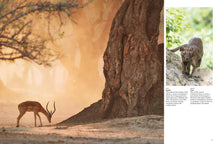Forest Animals - Interior 2