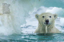 Bears - Interior 2