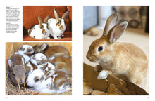 Rabbits - Interior 2