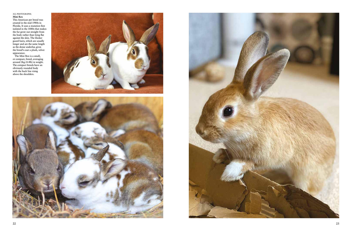 Rabbits – Stable Book Group