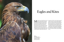 Birds of Prey - Interior 2