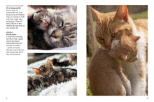 Kittens - Interior 2