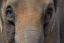Elephants - Interior 2