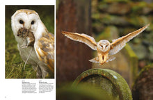Owls - Interior 2