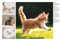 Cats - Interior 2