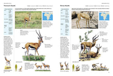 Encyclopedia of Animals - Interior 2