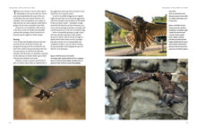 Falconry - Interior 2