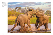 Wild Animals - Interior 2